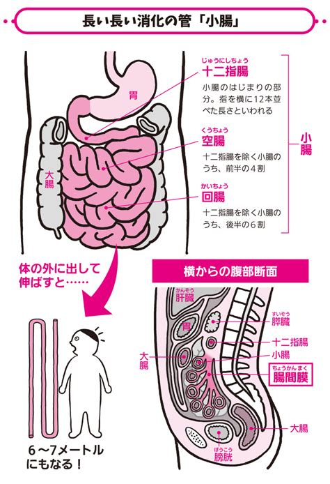 大腸 方向|小腸・大腸の解剖生理 